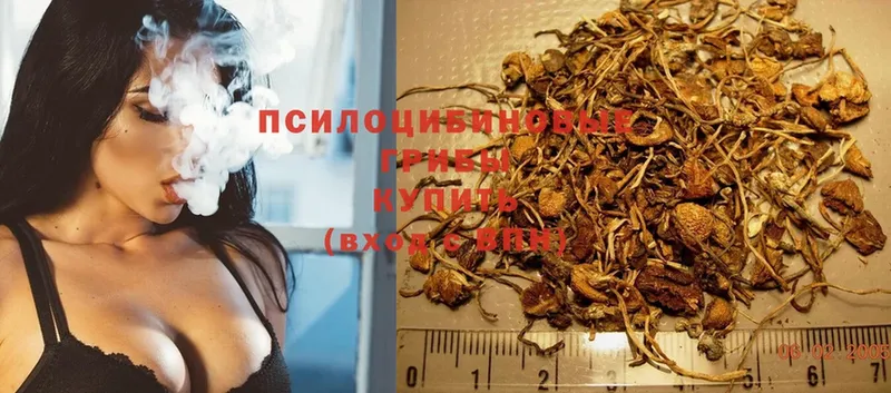 Псилоцибиновые грибы Psilocybe  Гаджиево 